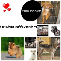 די להתעללות בכלבים !