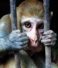 תומכים במדיניות &quot;אל-על&quot; לא להטיס בעלי-חיים לניסויים