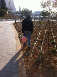 הפסקת הריסוס נגד עשבים שוטים ("ראונדאפ") בשכונות הירוקות